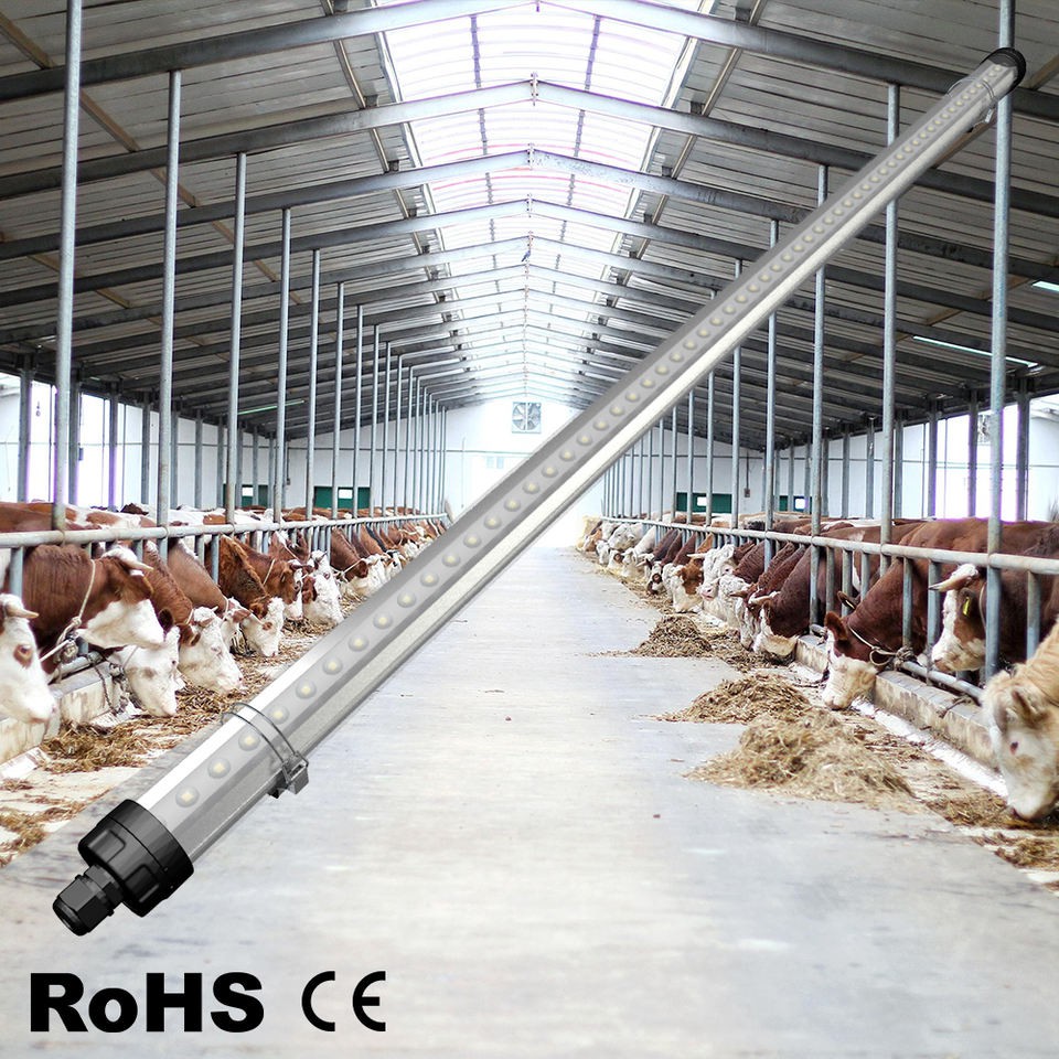 cow house lighting