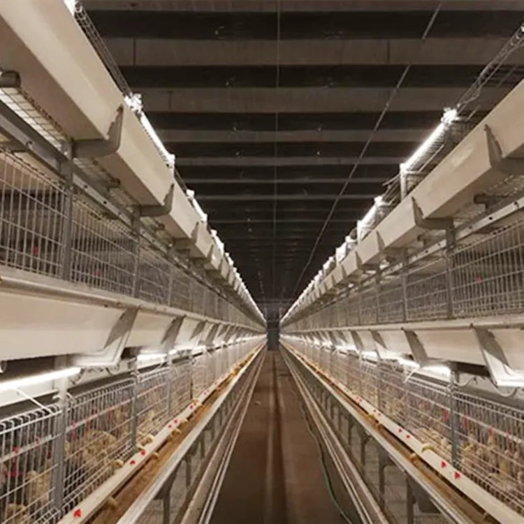 Chicken Light coop