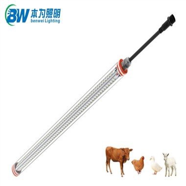 Illuminazione per pollaio per la produzione di uova