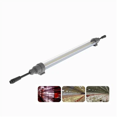 Luce artificiale per galline ovaiole