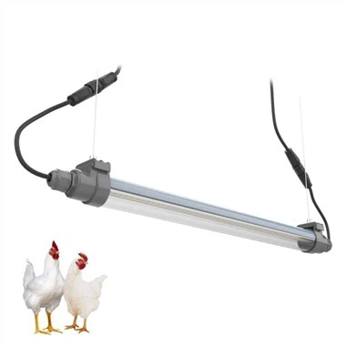Luce artificiale di pollo
