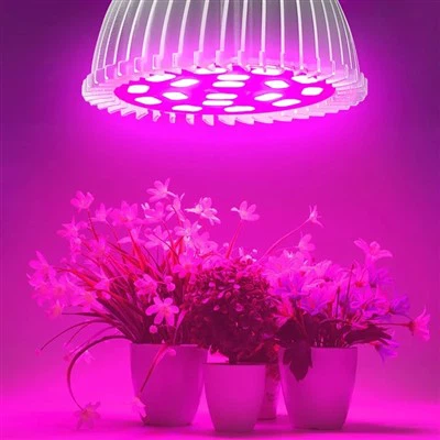 Lampadine per piante per piante da interno