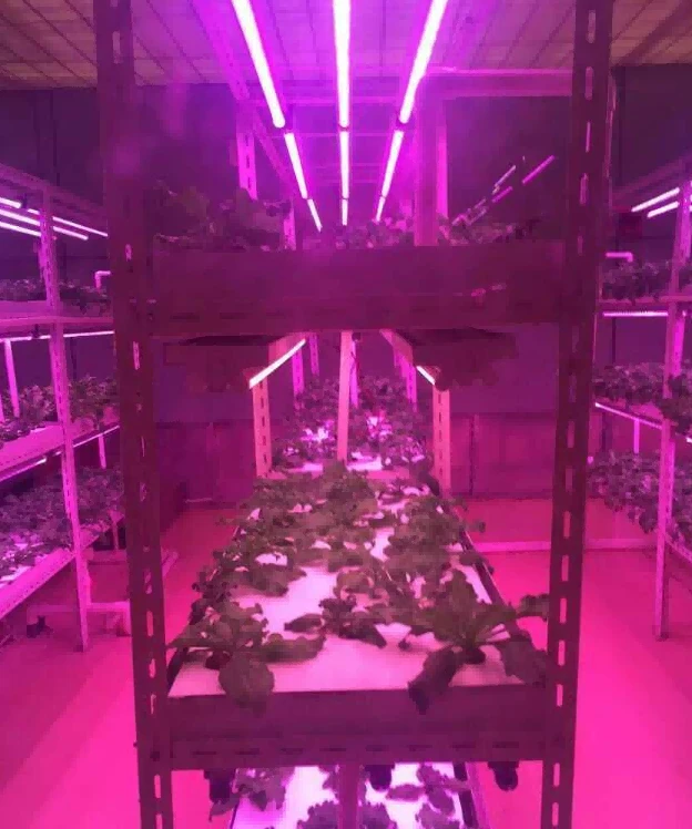 grow LED tube picture 2 grow LED tube picture 2
