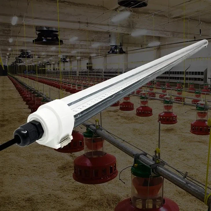 LED Chicken Coop Lighting For Egg Production