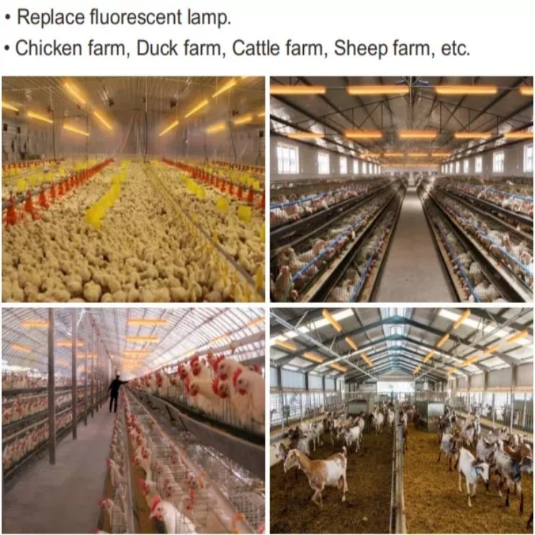 usage of poultry light usage of poultry light