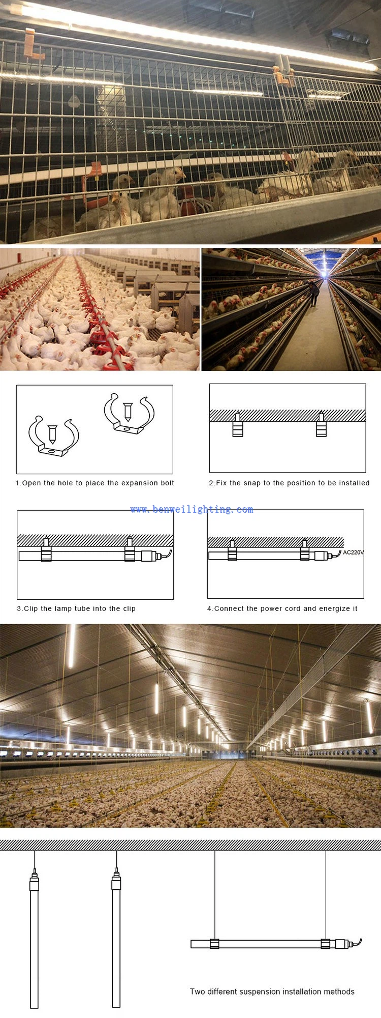 poultry lighting poultry lighting