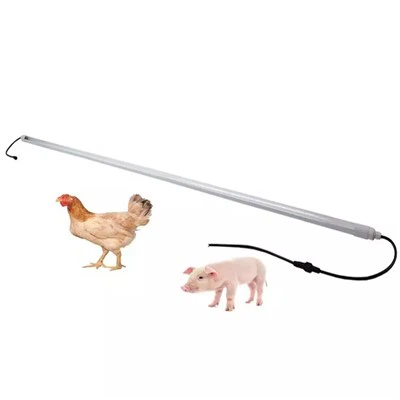Luce blu per il pollo